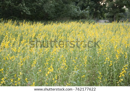 flower and leaf on blurred yellow background as background or wallpaper.