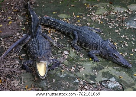 True Alligator so cute