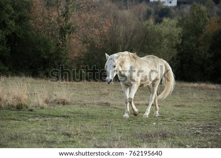 horse white in the meadow dark background nature