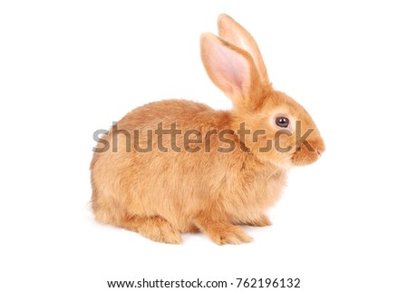 Little orange rabbit isolated on white background