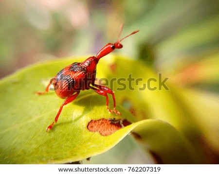 Red color tiny bug on leaf