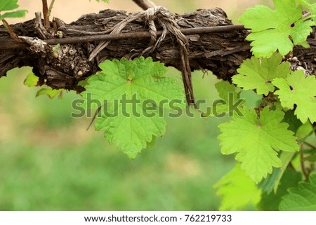grape leaves in vineyard