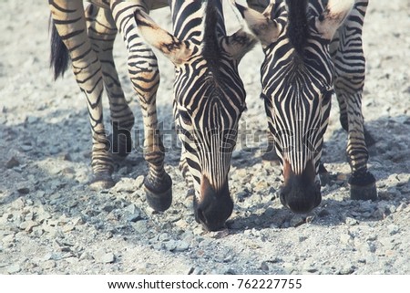 Zebras are several species of Africanequids  (horse family) united by their distinctive black and white striped coats. 