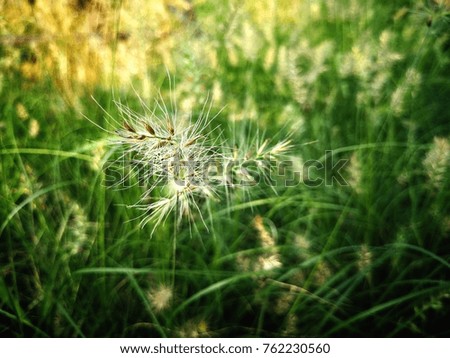 Florida flowers background natural texture