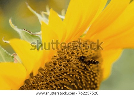 The bee is looking for sweet nectar from sunflower at khoa Yai national park,thailand.