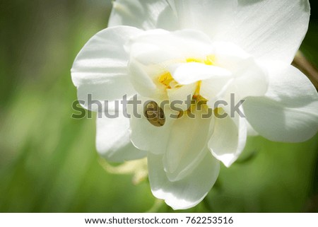 Snail siting on the flower of white Iris
