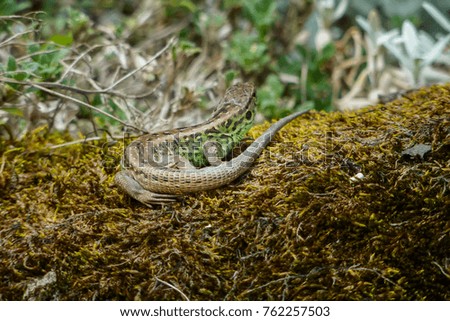 Close up photography of the Sand Lizard resting on a moss