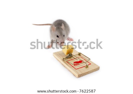 Blue rat, mousetrap and cheese (isolated on a white background) need more - see other pictures from this set