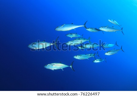 Underwater Image of School of Dogtooth Tuna Fish in the Sea Royalty-Free Stock Photo #76226497