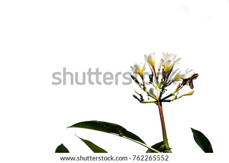 white and yellow Plumeria flowers and leaf on white background.