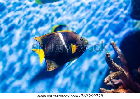 Passer Angelfish (Holacanthus passer) is also called the King Angelfish