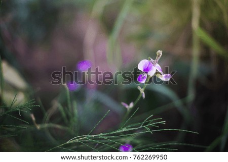 Flower in forest