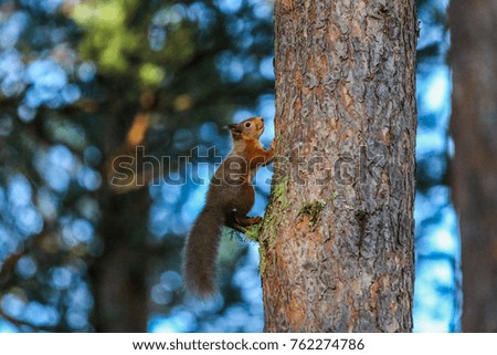 Red Squirrel on Pine Tree in Caledonia Forest