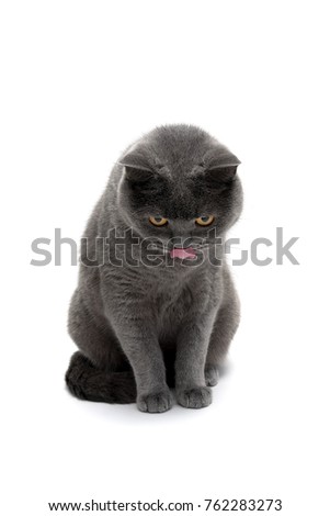 gray cat isolated on white background. vertical photo.