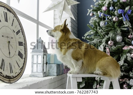 Welsh corgi pembroke sitting on a little bench in front of a Christmas tree looking out of the window