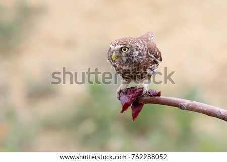 Adult little owl eats meat on a branch. Beautiful blurry beige background