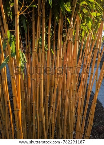 Golden bamboo forming a colorful screen