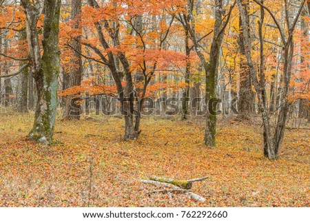 the beautiful autumn color of Japan maple leaves in Maple corridor (Momiji Kairo) at autumn season,Kawaguchiko, Fujiyoshida, Yamanashi, Japan