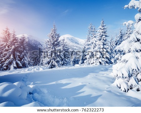 Scenic image of fairy-tale woodland in sunlit. Frosty day on ski resort. Location Carpathian national park, Ukraine, Europe. Explore the beauty of earth. Creative toning effect. Happy New Year!