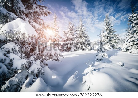 Scenic image of fairy-tale woodland in sunlit. Frosty day on ski resort. Location Carpathian national park, Ukraine, Europe. Superb tourism wallpapers. Explore the beauty of earth. Happy New Year!
