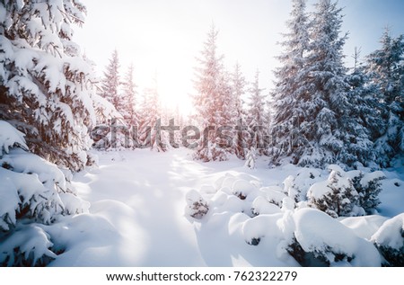 Scenic image of fairy-tale woodland in sunlit. Frosty day on ski resort. Location Carpathian national park, Ukraine, Europe. Superb tourism wallpapers. Explore the beauty of earth. Happy New Year!
