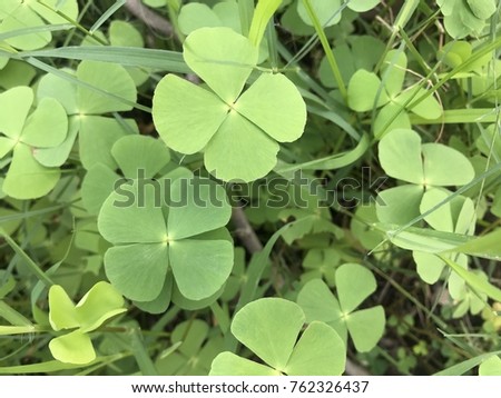 Fresh green leaves. St.Patrick’s day holiday symbol.  Green background and ecology concept. Selective focus