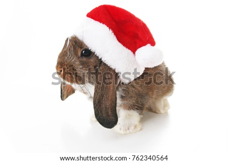 Christmas rabbit. Celebrate holiday with Christmas bunny. Rabbit waering Santa Claus hat. Isolated white studio background. Christmas pet lop.