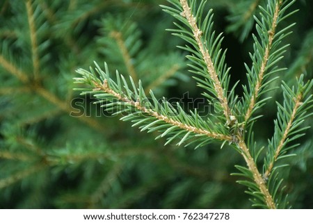 Green spruce in the forest, Background & Textures