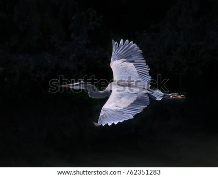 Beautiful photo of a great blue heron 