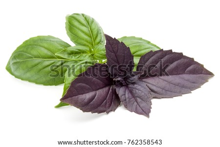Close up studio shot of fresh green and red basil herb leaves mix isolated on white background. Sweet Genovese basil and Purple Dark Opal Basil.