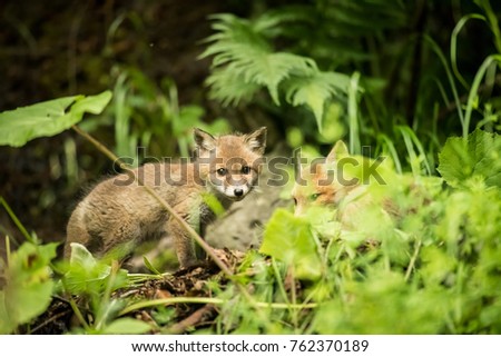 Family of red fox cubs playing in the grass. Young wild foxes