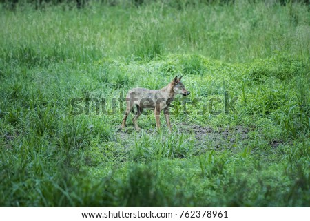 Happy young wild wolf playing in the grass