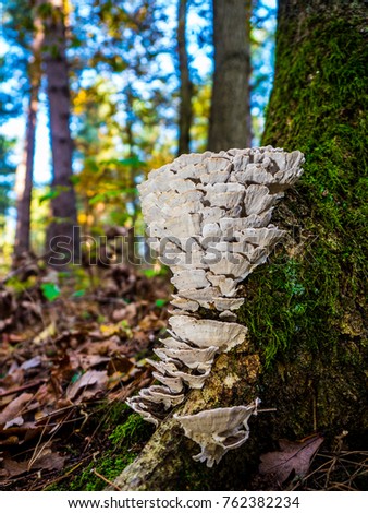 Turkey Tail Fungus growing on tree