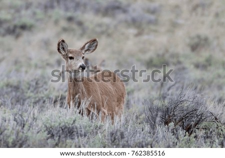 Deer in Wyoming