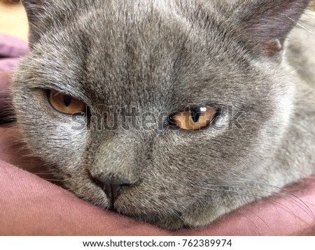 A beautiful young gray cat with amber eyes lies and looks into the camera. A young British and Scottish cat in a domestic atmosphere. Portrait of gray cate close.