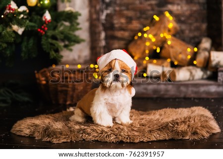Happy New Year, Christmas, puppy shih tzu. holidays and celebration, pet in the room the Christmas tree. Dog in Santa Claus hat.