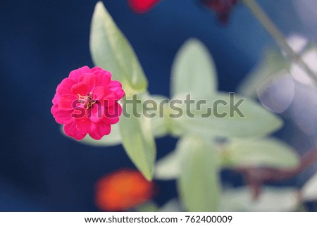 Beautiful bright pink orange and red yellow zinnia flower plant with healthy green leaves and stem, blue background.