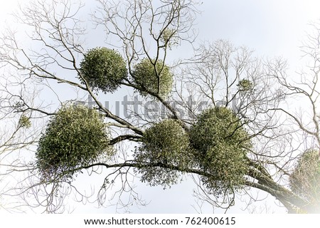 green mistletoe above