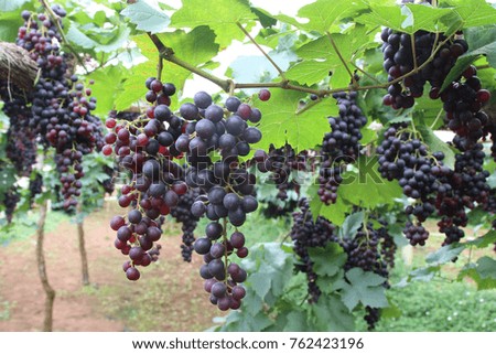 Bunch of organic grapes in vineyards.
