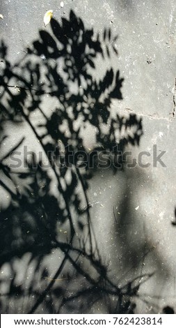 leaf shadow on the floor