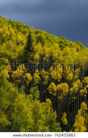 Stormy sky above autumn forest of yellow aspen trees in Colorado