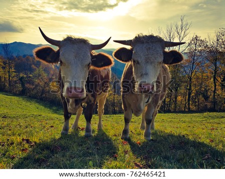 Two cute young cows standing and being curious about me. Picture is taken in a countryside, Slovenia.