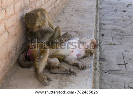 Macaque monkey grooming other monkey lying down contentedly on stone ledge in Kathmandu, Nepal