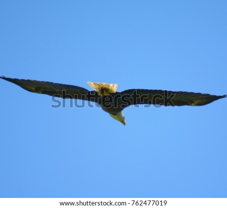 Adult bald eagle flying downwind through a bright and clear blue sky.