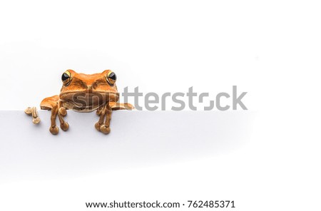 frog isolated on white background .