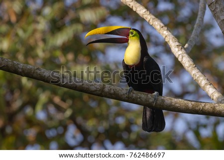 Chestnut-mandibled toucan perched in a tree