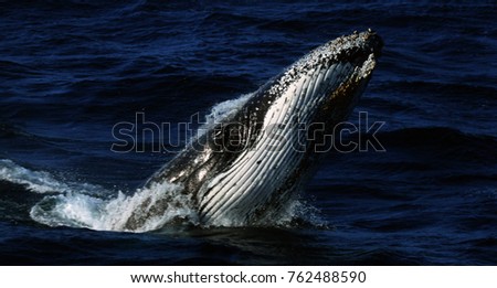 Spy hopping humpback whale
