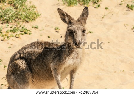 Kangaroo on Pebbly beach