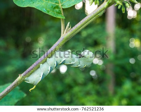 Green Caterpillar Climbing on Eggplant Tree, Green and Bokeh Background.