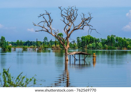 Dead trees flooding paddy fields in Central Thailand